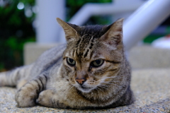 猫です