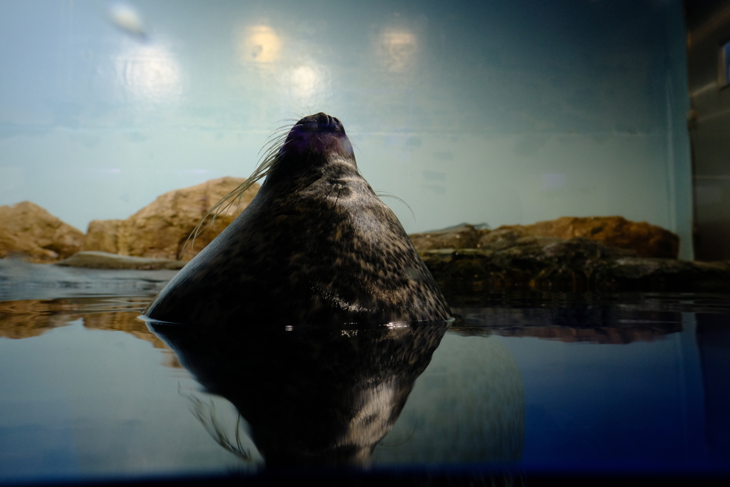 顔だけ出しているアザラシ