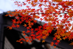 上野動物園の紅葉その１