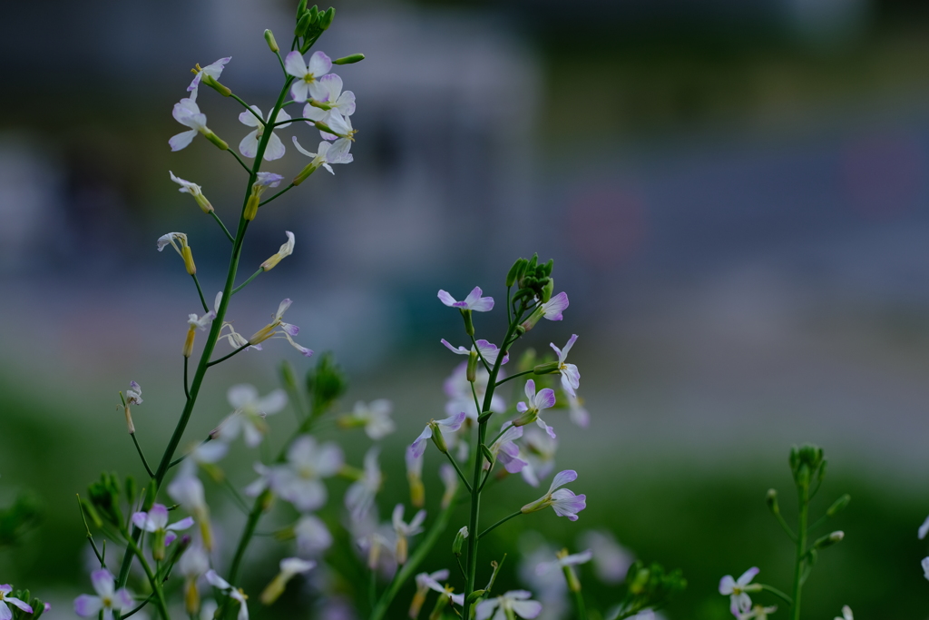 多摩川土手の花