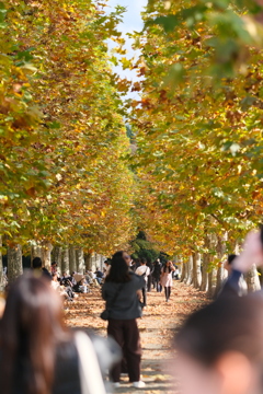 大人気の並木