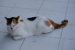 三毛猫もいました