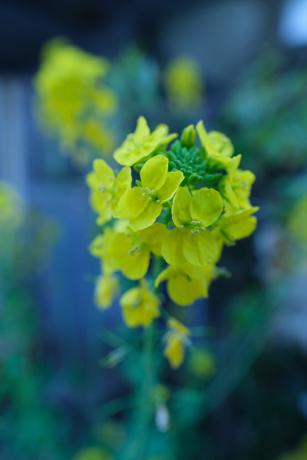 菜の花