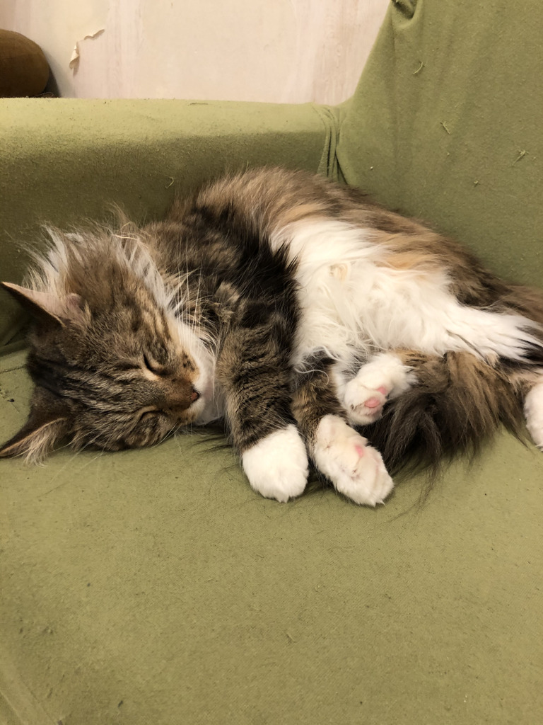 猫カフェ