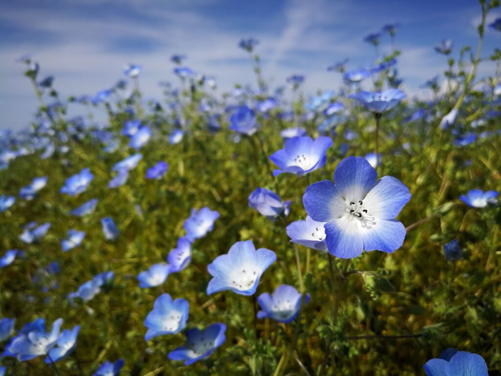 青い空と花