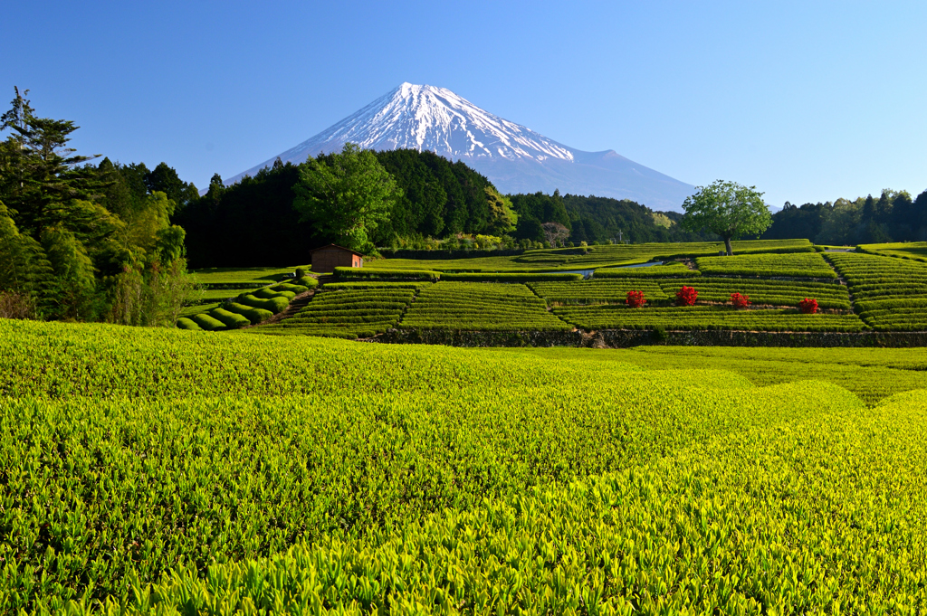 富士市笹場