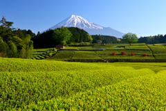 富士市笹場