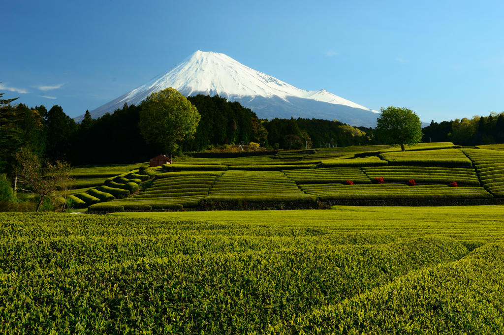 茶畑と富士山