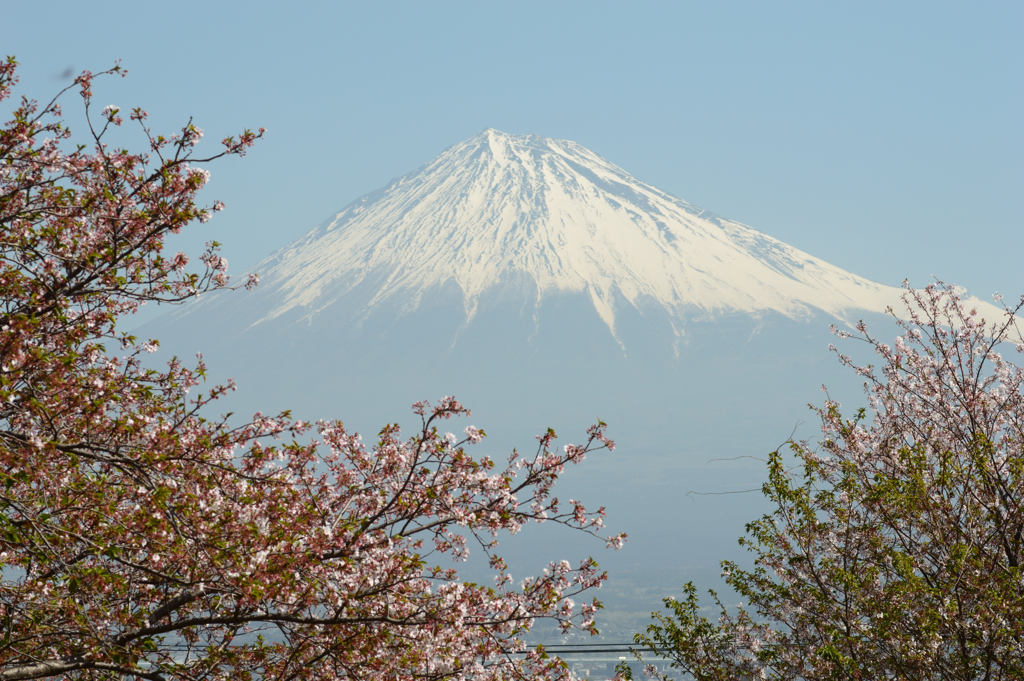 葉桜へ