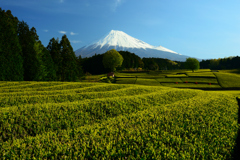 茶畑と富士山_02