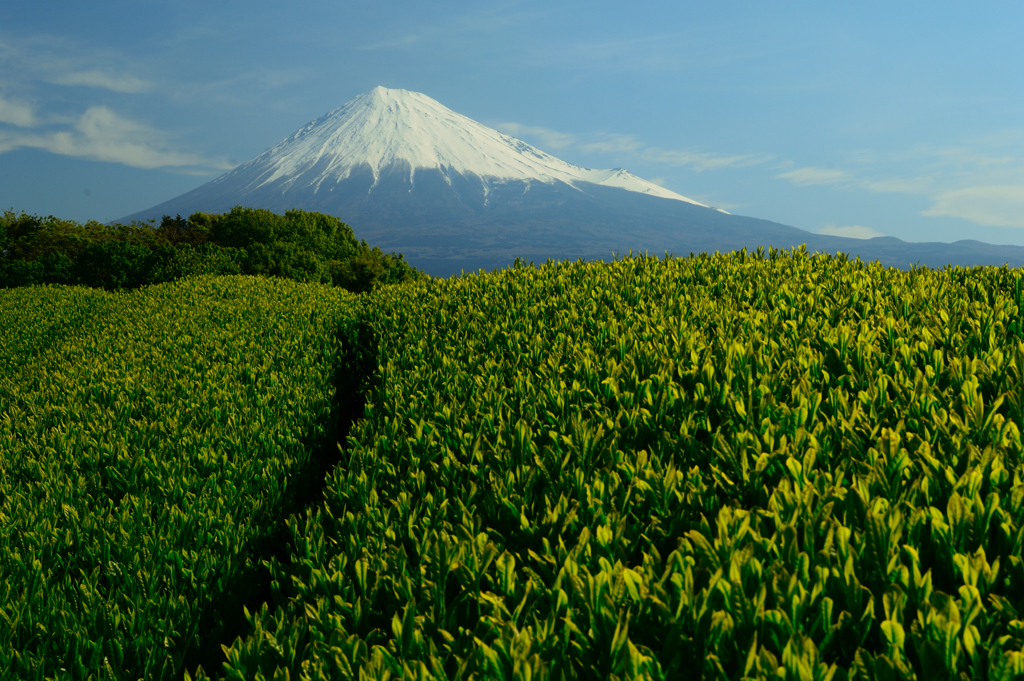 茶畑と富士山