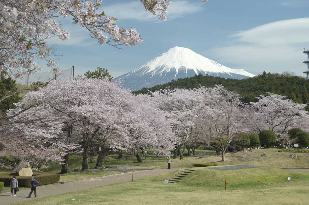 桜と富士