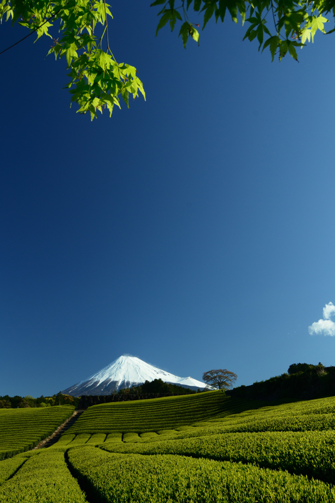 富士山茶畑風景  風光る