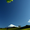 富士山茶畑風景  風光る