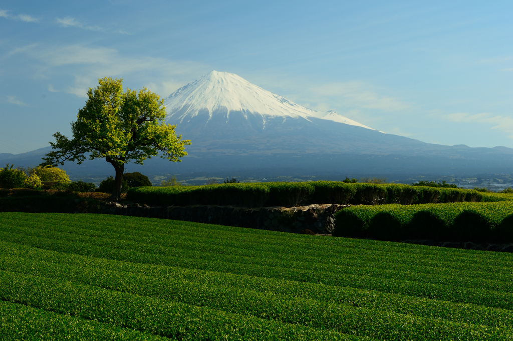 茶畑と富士山