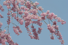春の一日