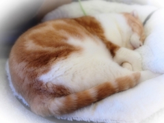 おやすみなさい・・☆