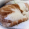 おやすみなさい・・☆