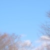 もうすぐ咲くよね・・☆