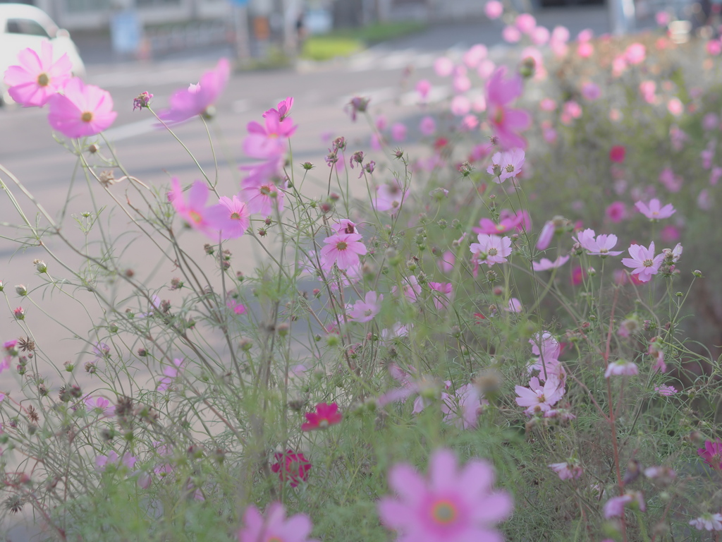 秋桜・・ラスト☆