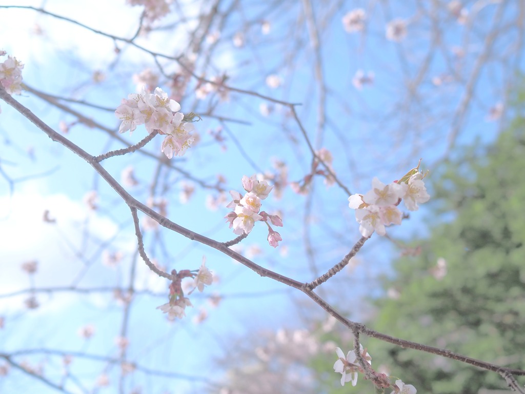 さくら咲いたよ☆