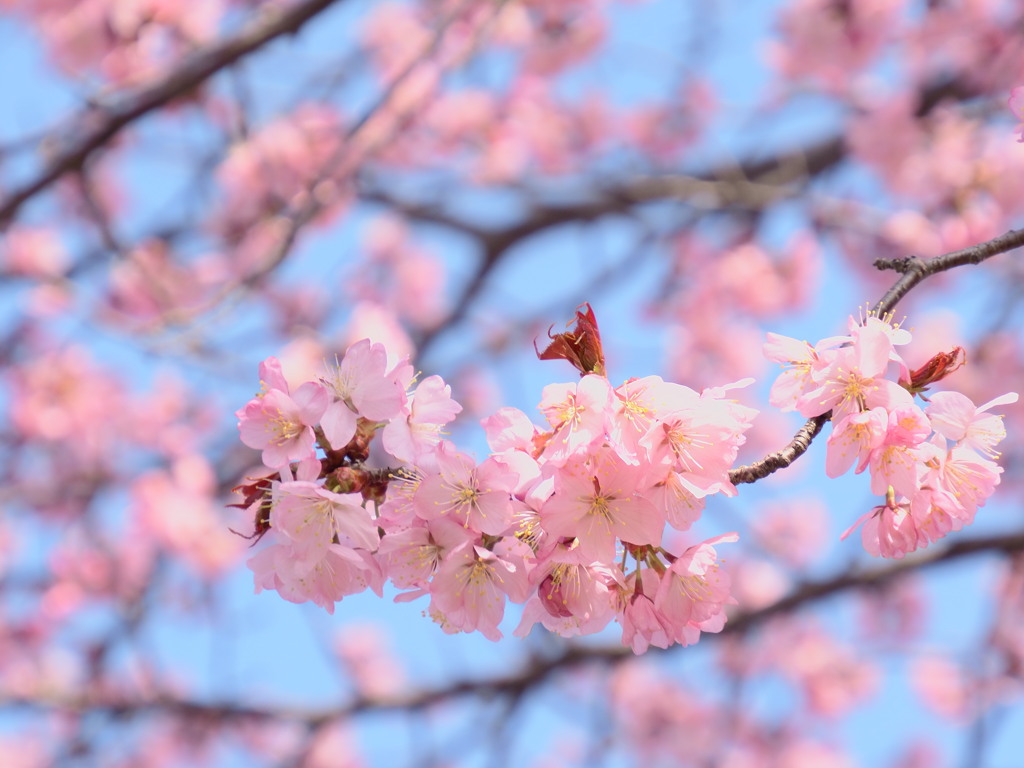 桜・さくら・サクラ・・☆