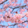 桜・さくら・サクラ・・☆
