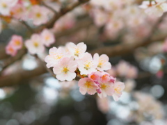 今年最後の桜３・・♡