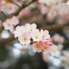 今年最後の桜３・・♡