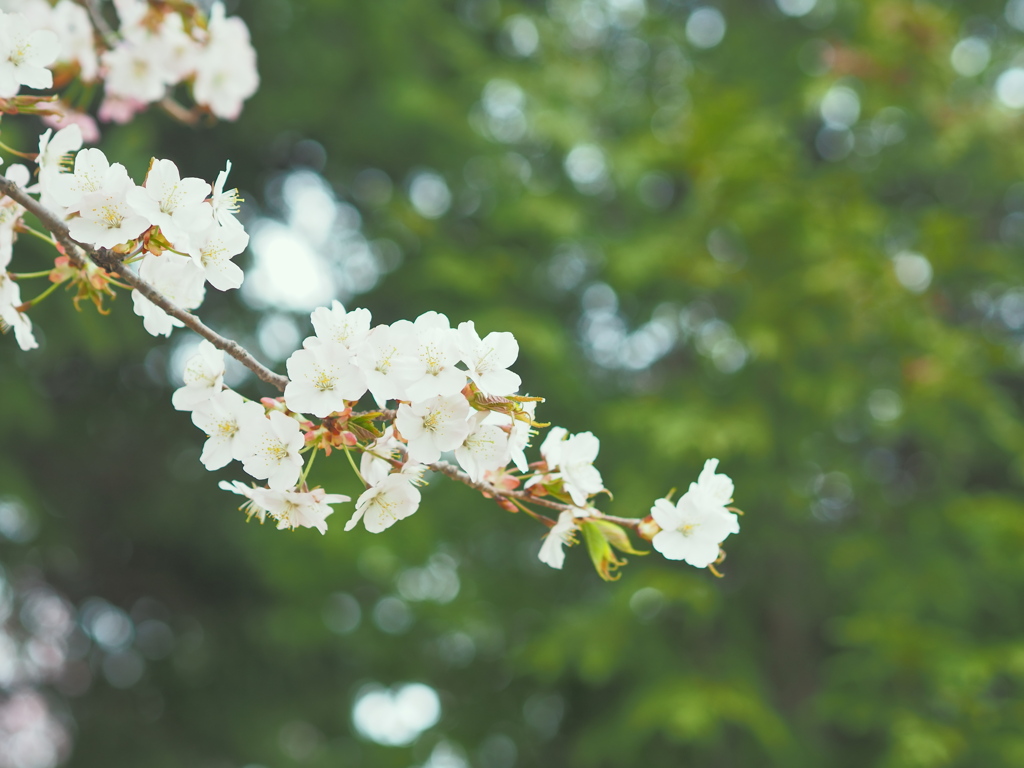 今年最後の桜２・・♡