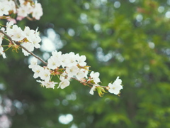 今年最後の桜２・・♡