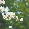今年最後の桜２・・♡