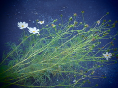 コスモスの意味♡