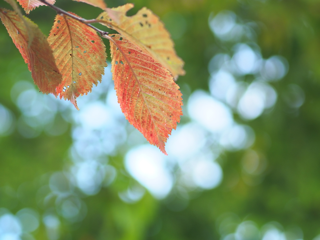 紅葉はじめました☆