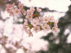 今年最後の桜１・・♡