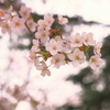 今年最後の桜１・・♡