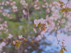 桜・・咲いたよ♡