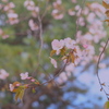 桜・・咲いたよ♡