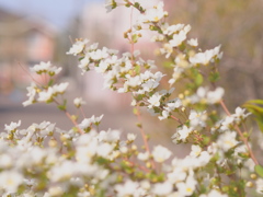ゆきやなぎかな・・♡