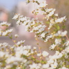 ゆきやなぎかな・・♡