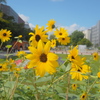 夏の想い出