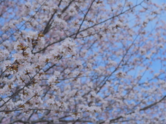 桜・・咲いたよ♡