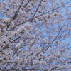 桜・・咲いたよ♡