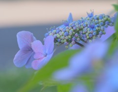 7月の紫陽花☆