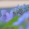 7月の紫陽花☆