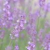 初夏の花・・ラベンダー２☆