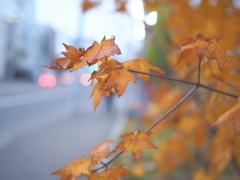 今年最後の紅葉・・♡
