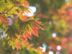 今年の紅葉は・・♡