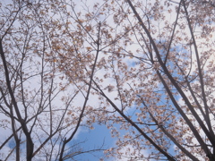 桜・・咲いたよ♡