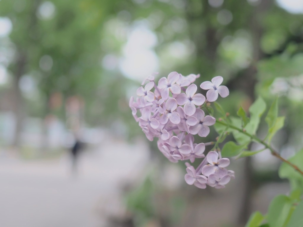 そっと咲いてたよ・・☆